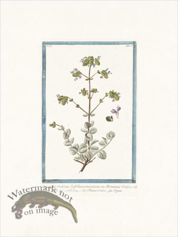 Bonelli 276 Spanish Hops